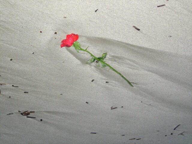 Eine Rose liegt am Sandstrand neben Treibholz, es sind noch Schlieren von zurück fließendem Wasser zu sehen.