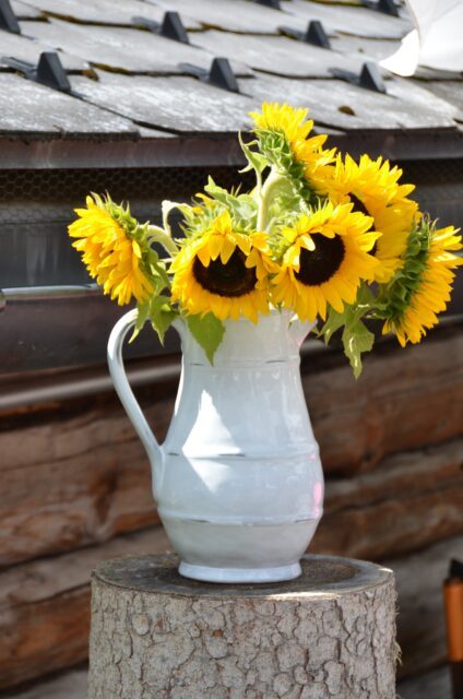 Ein Strauß Sonnenblumen in einem weißen Krug auf einem Baumstamm.